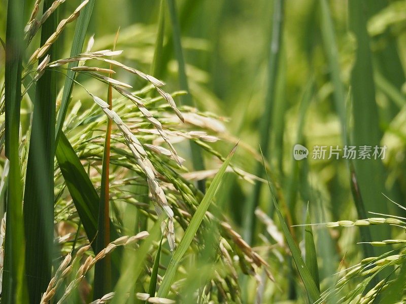 巴厘岛种植水稻2