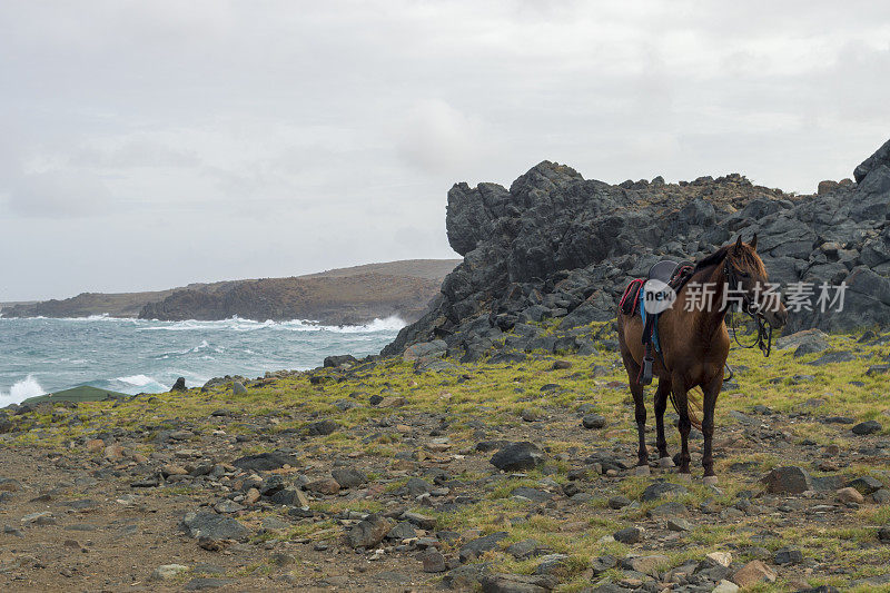 在崎岖的阿鲁巴东海岸的马鞍马在Conchi自然池附近
