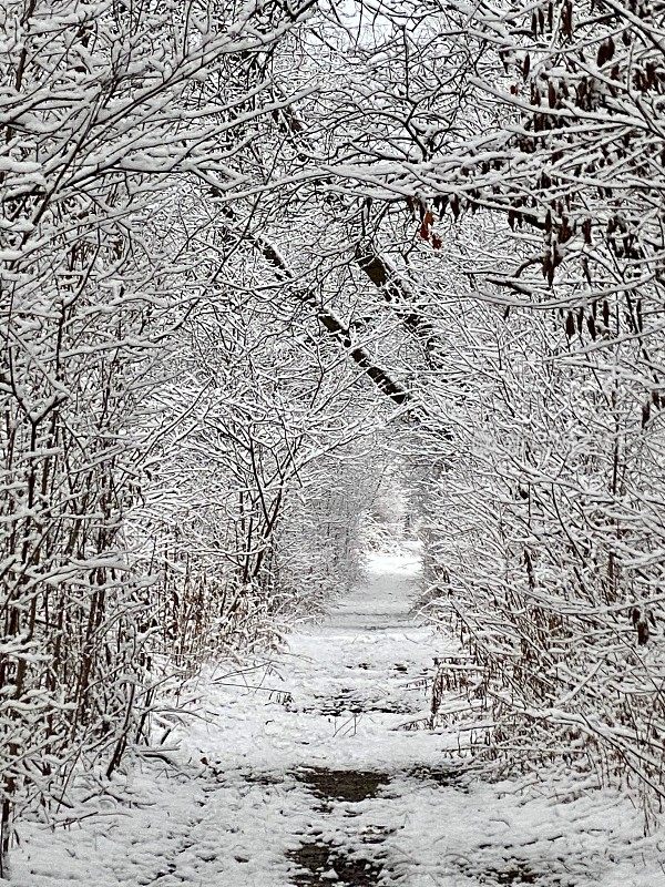 树林里刚下过雪