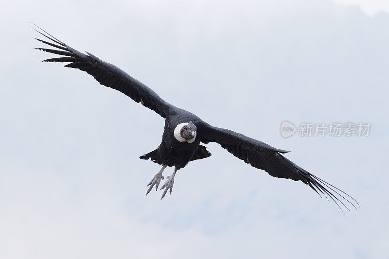 一只成年的安第斯秃鹰在安第斯中部上空翱翔