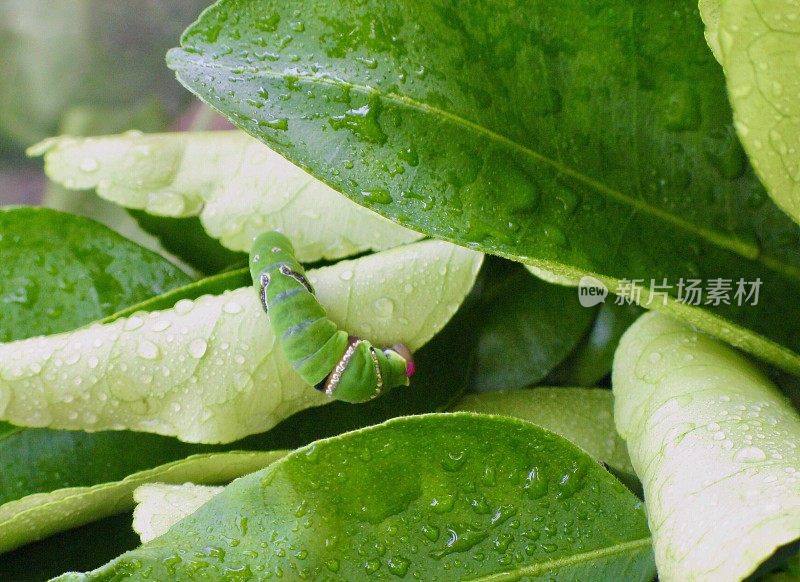 大绿虫或叶子上的毛毛虫