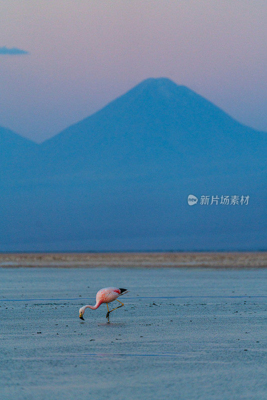 智利阿塔卡马沙漠中的火烈鸟