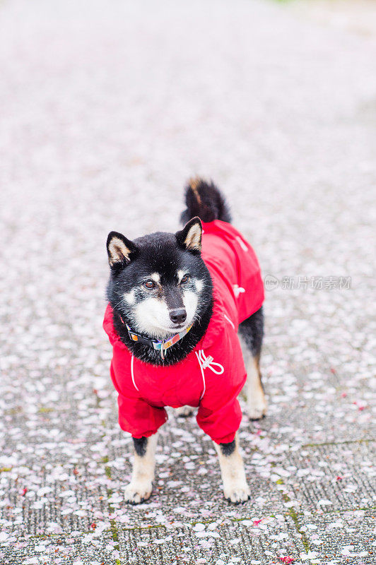 日本大阪的日本柴犬