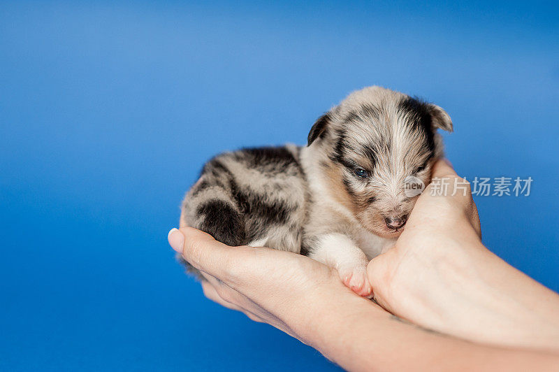 设得兰牧羊犬幼犬三周大在蓝色背景