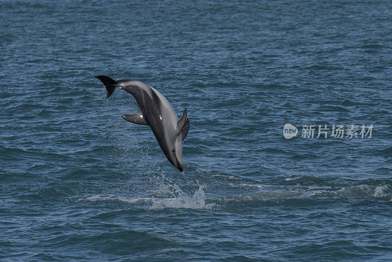 忧郁的海豚