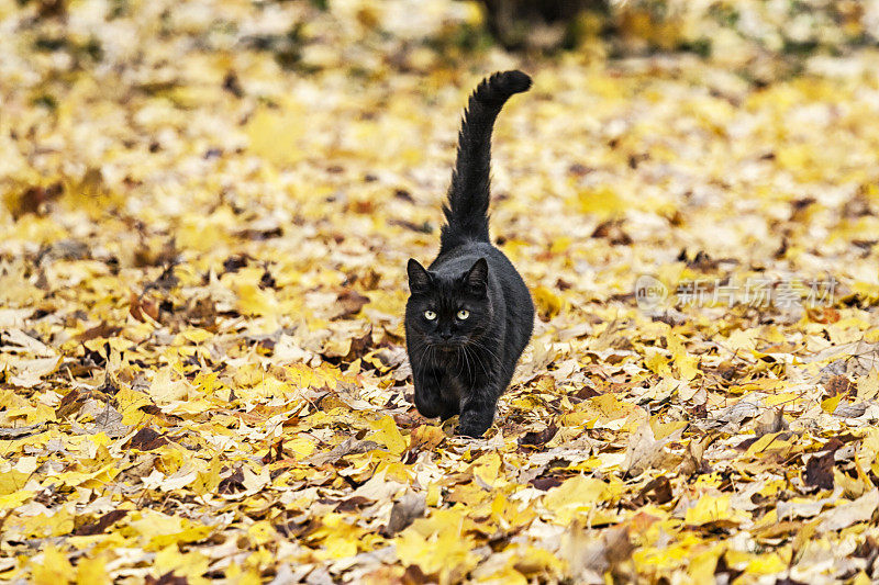 黑猫接近五彩秋叶地毯