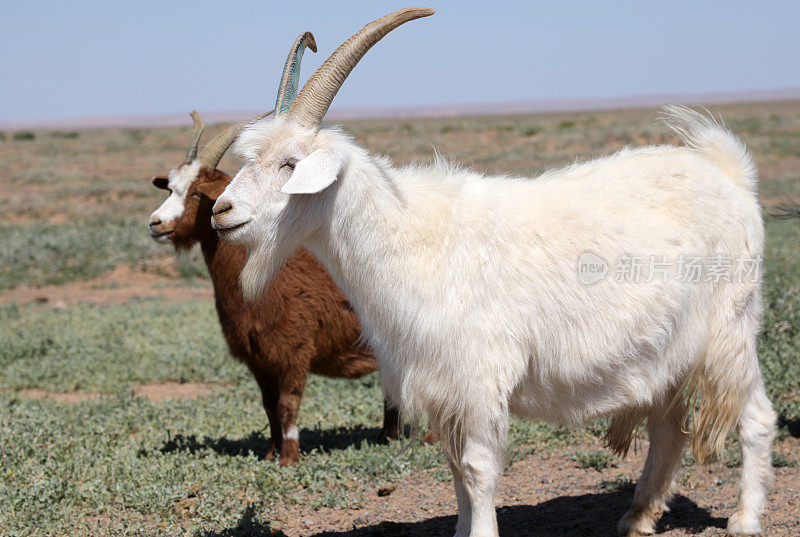 戈壁沙漠中的蒙古山羊