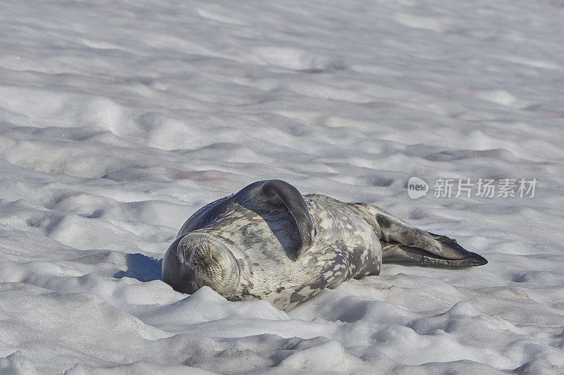 野生威德尔海豹在壮观的风景南极半岛在大的南大洋