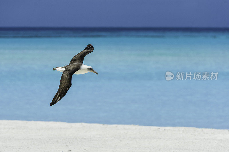 飞天信天翁是一种横跨北太平洋的大型海鸟。Papahānaumokuākea海洋国家纪念碑，中途岛，中途岛环礁，夏威夷群岛