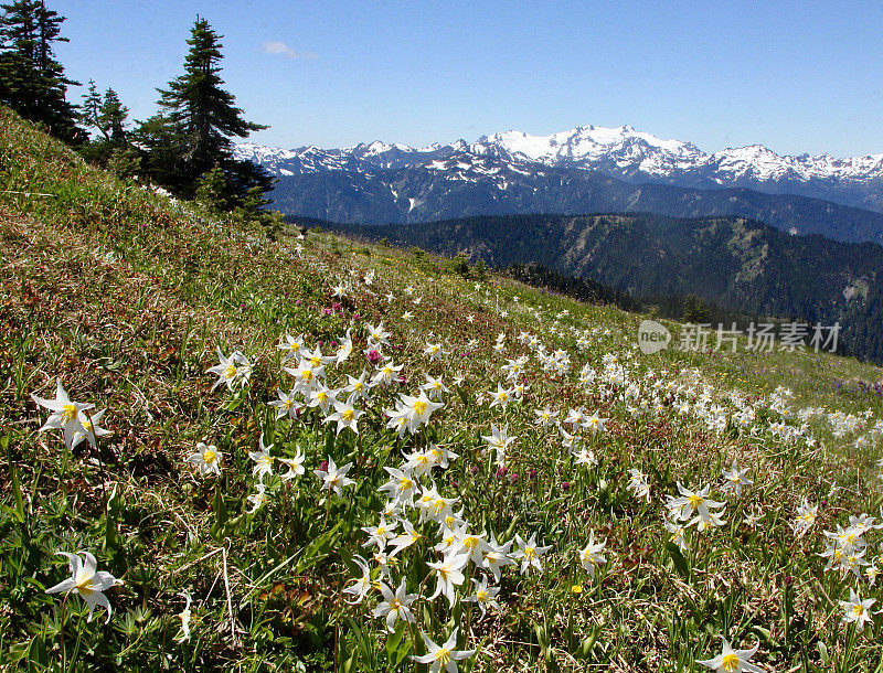 雪崩百合花填满山坡，远处的奥林匹斯山