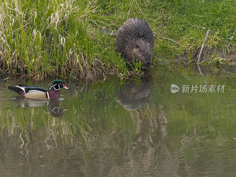 北美海狸、加拿大蓖麻、池塘木鸭