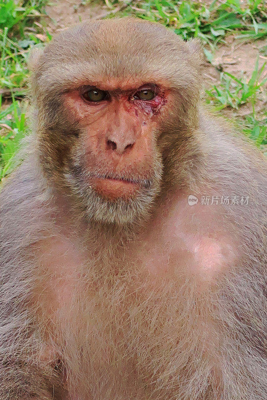 在印度北方邦的公共德里公园里，雄性野生粉红脸猕猴坐在草地上的头像