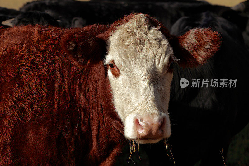 赫里福德小牛牛肉