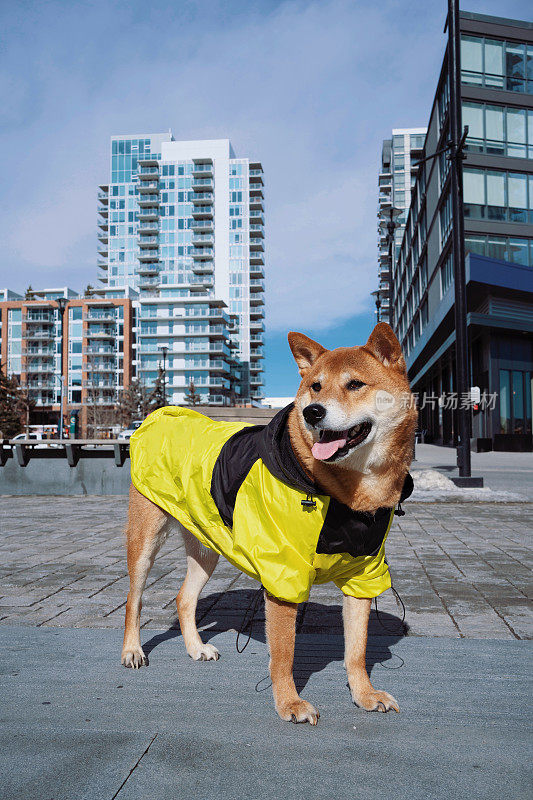 日本柴犬在城市里