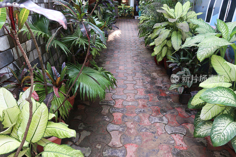 马赛克形状的铺路石，花园小径排列着宽阔的丛林式植物