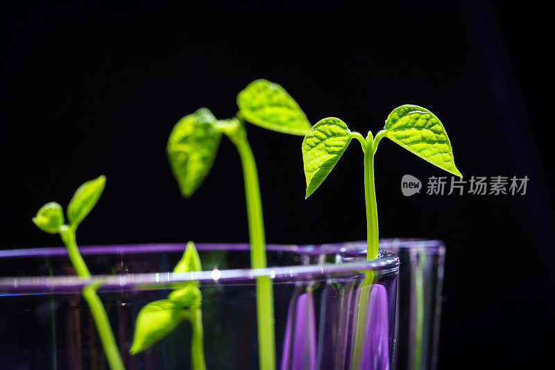 绿芽。植物播种和生长的步骤。绿色豆芽。花瓶内的绿叶植物