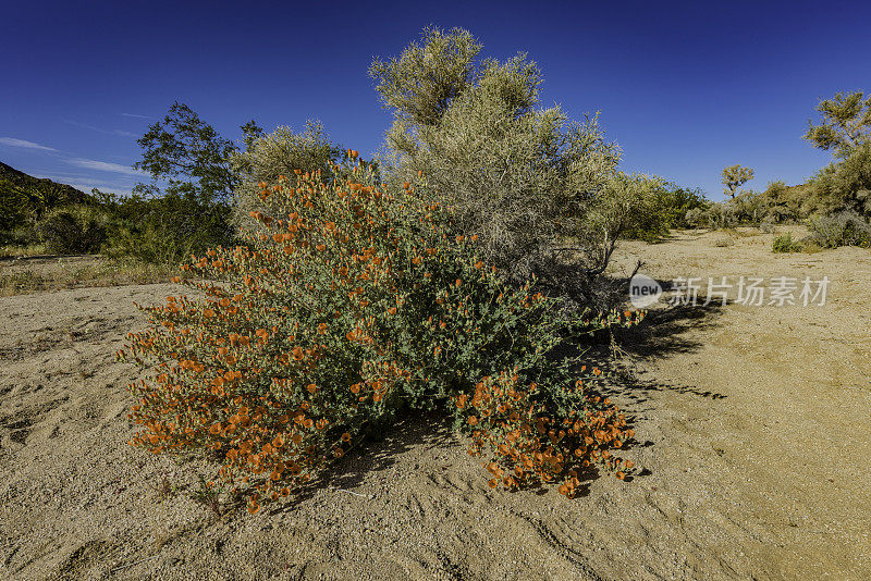在加利福尼亚州的约书亚树国家公园，莫哈韦沙漠，索诺兰沙漠，通常被称为沙漠球葵或杏花锦葵