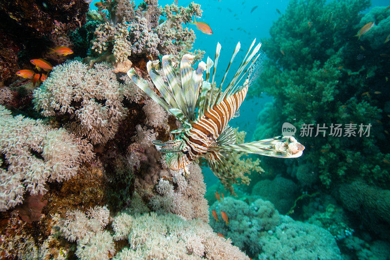 珊瑚礁上的狮子鱼