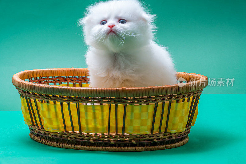 新生的白色栗鼠小猫在篮子里