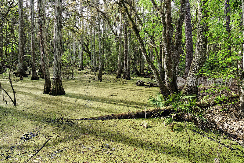 瓦溪沼泽-位于佛罗里达州基西米附近的一个有野生动物的柏树沼泽和森林保护区