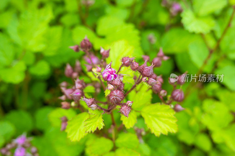 春天开花的野生浆果