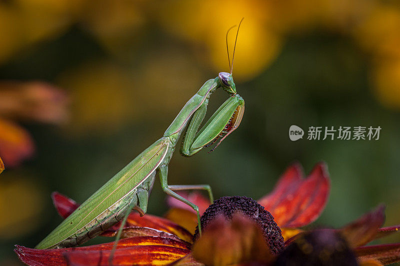 女性宗教螳螂，欧洲螳螂。