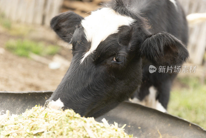 牛吃青贮饲料