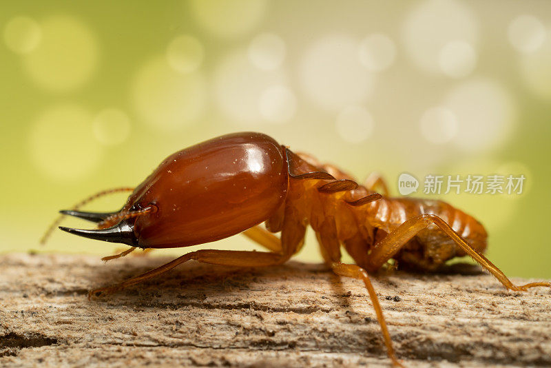 白蚁破坏家园，宏观近景白蚁在蚁丘