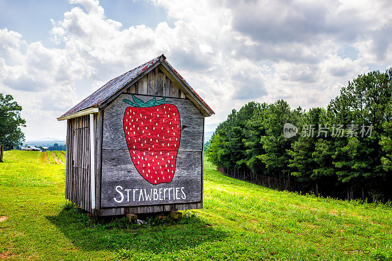 在维吉尼亚州罗斯兰的乡村，有在木棚里采摘草莓的标志