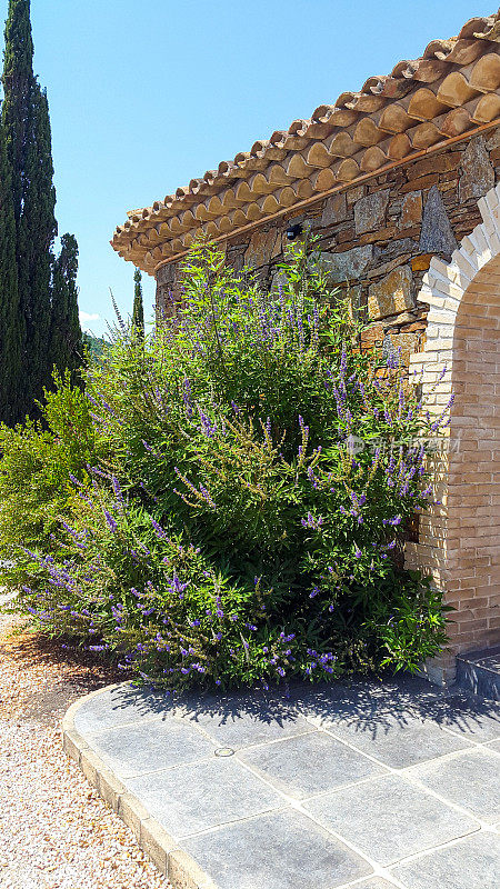 法国南部的薰衣草