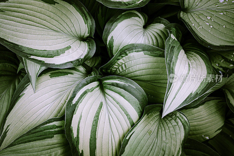 从上面看植物的叶子。