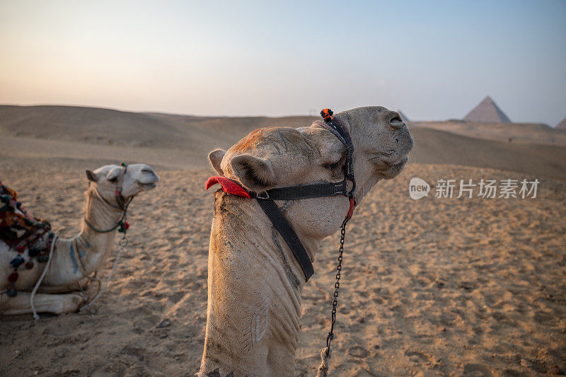 日落时分，骆驼躺在沙漠里，金字塔在远处