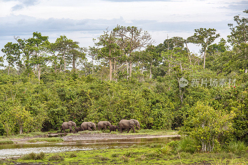 罕见的非洲森林象在热带雨林，刚果