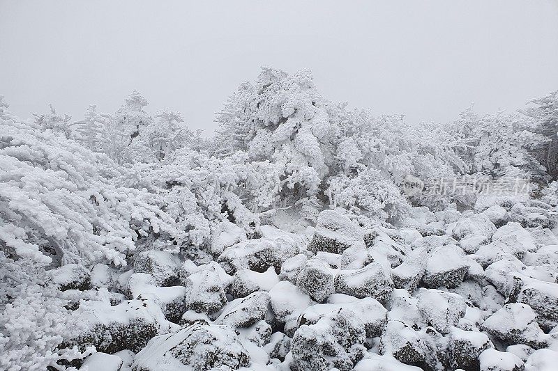 济州岛的第一场雪