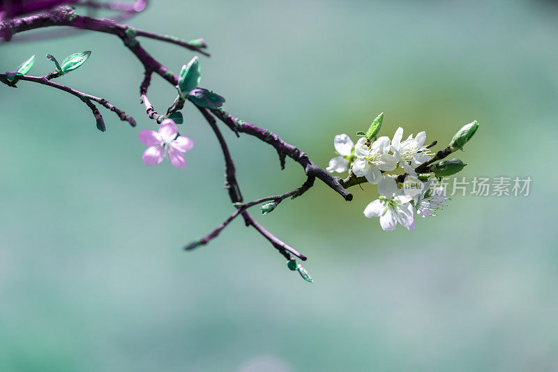 春天在树上开花