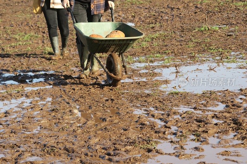 一辆载着成熟橙色南瓜的手推车被一个不认识的人推过泥泞的田野，泥泞的水坑，集中在前景