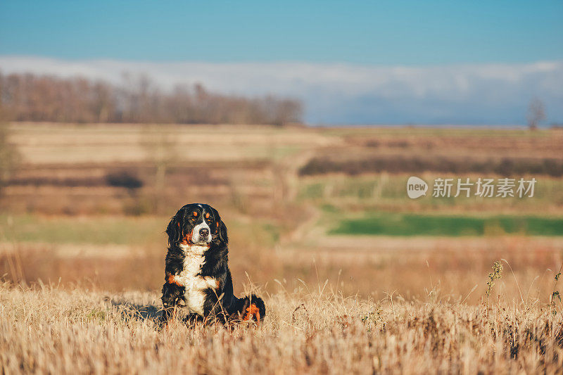 伯尔尼兹山犬