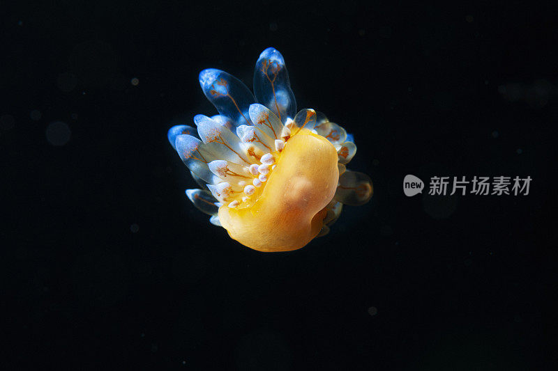 海洋生物裸鳃潜水美人水肺潜水员的观点