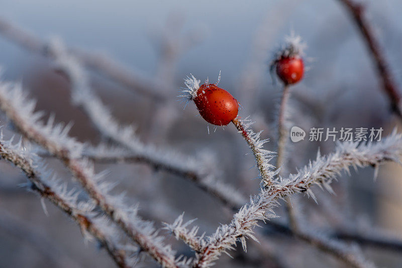 森林蔷薇果在冬季