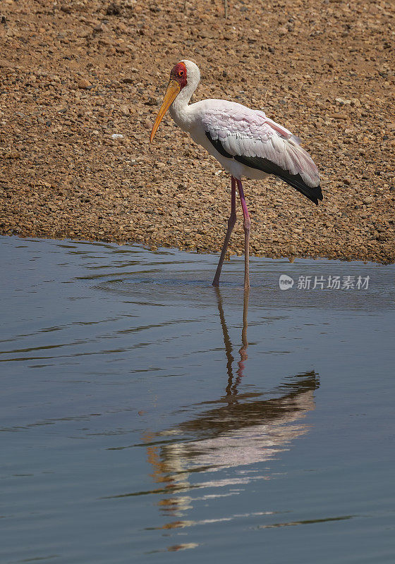 只鹳