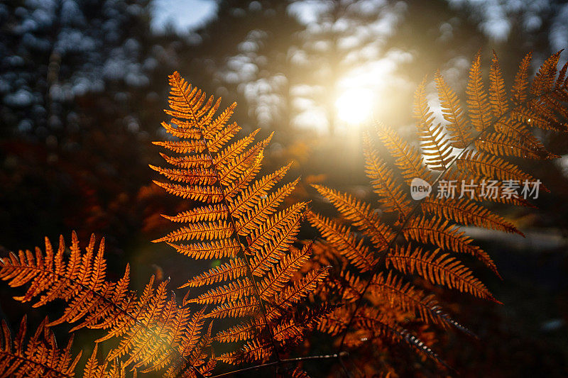 森林生态系统:户外的森林和蕨类植物在秋季落叶