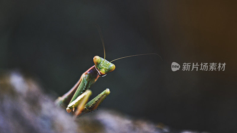 大自然中的绿色螳螂