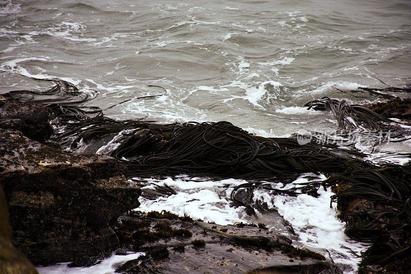 野生海岸海与海藻