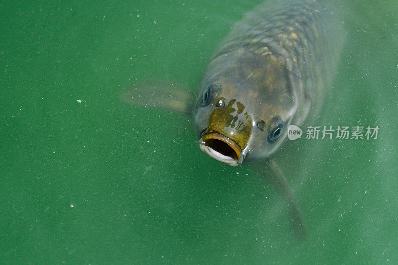 高角度拍摄的平头灰色鲻鱼在绿色的水