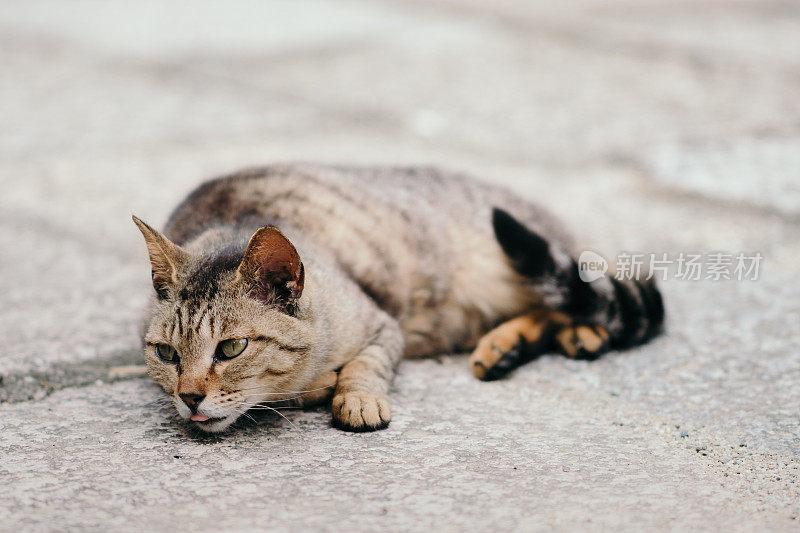 猫伸出舌头