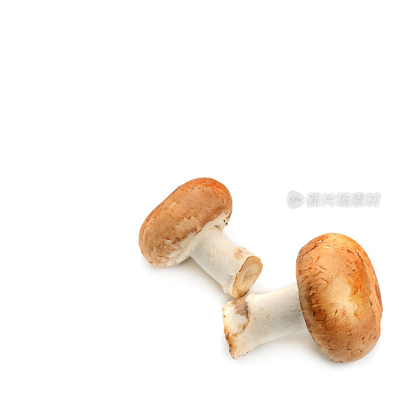 新鲜香菇，孤立在白色背景。文本的空闲空间。