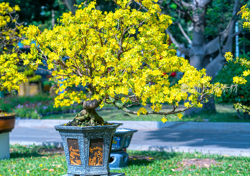 杏树盆景盛开，黄色花枝曲线美，别具一格