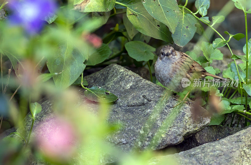 灌木丛中的Dunnock