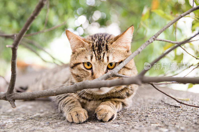 一只猫从树枝的另一边偷看