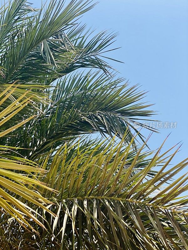 风中有棕榈树。